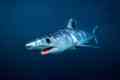 Shark mako - cel mai rapid rechin din lume