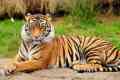 Amur tigru - o pisică imensă din paginile cărții roșii
