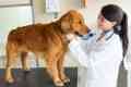 Pyometra la câini simptome și tratament