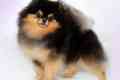 Pomeranian Black Spitz: descriere, hrănire, sfaturi de îngrijire