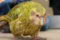 Papagalul kakapo și descrierea păsărilor fără zbor