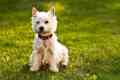 West Terrier White Highland - Descriere Terrier alb