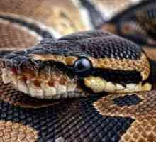 Anaconda: caracteristică a unui șarpe gigant, în care locuiește