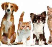 Braveto pentru câini și pisici: instrucțiuni de utilizare, principiul acțiunii