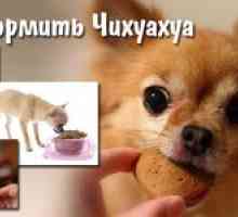 Ce să hrăniți acasă cu Chihuahua