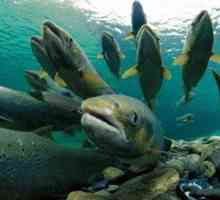 Estul somonului de est: specii, habitate de pește din Rusia