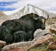 Wild yak tibetan: descrierea animalului, fapte interesante