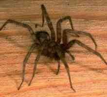 Spiderii de acasă: principalele tipuri de păianjeni domestici