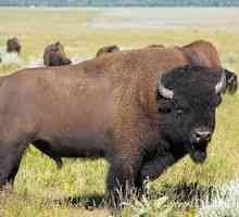 Unde trăiește bizonul american