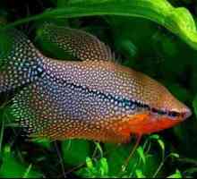 Gurami nitenoscy - pești de acvariu frumos, nepretențios și diferit