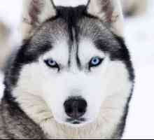 Caracterul câinelui de rasă Husky din Siberia