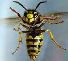 Ce este un vis de viespe: interpretarea unui vis conform unei cărți de vis
