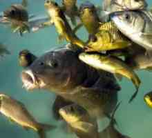 Ce tipuri de pești de râu se găsesc în rezervoarele de apă dulce