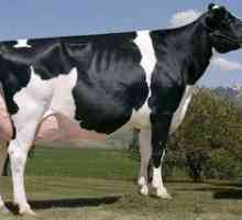 Rase de vaci de lapte: vacă negru-motley, caracteristică