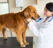 Pyometra la câini simptome și tratament