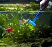 De ce apa din acvariu devine tulbure: motivele pentru cum sa scapi de turbiditate