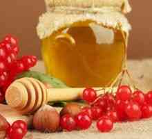 Proprietăți utile ale viburnumului cu miere