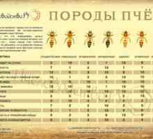 Rase de albine: descriere și fotografii ale celor mai populare rase de albine