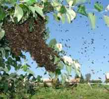 Umflarea albinelor și măsuri de prevenire a acesteia