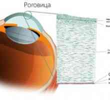 Corneea ochiului: ce este, structura și straturile, funcțiile, cercetarea