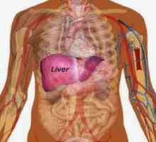 Simptomele inflamației ficatului și cauza bolii