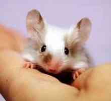 Cât ar trebui să trăiască un șoarece?