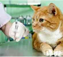Vaccin împotriva rabiei pentru pisici și pisici: vaccinăm corect