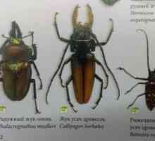 Tipuri de insecte și numele lor
