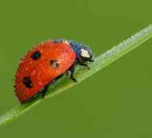 Beetle bug: specii de insecte, habitat, descriere