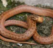 Snake Copper Ordinary este otrăvitor sau nu?