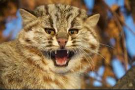 Amur pisică forestieră și realități moderne