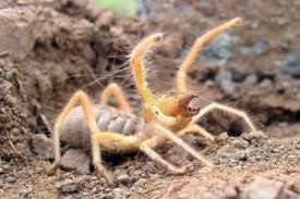 Spider falangă - "scorpionul vântului", un insect, un locuitor al țărilor calde