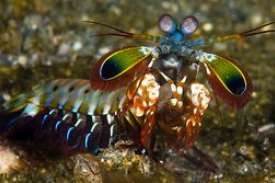 Rugăciunea mantis: trăsăturile unui monstru de mare