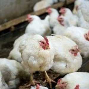 Boala găinilor: simptome, tratament și prevenire