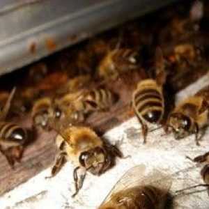 Boli ale albinelor: descriere și tratament