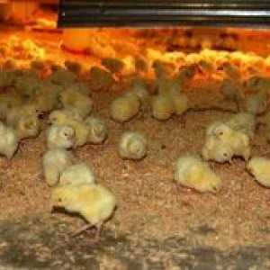 Cum se hrănește găinile: hrană la domiciliu