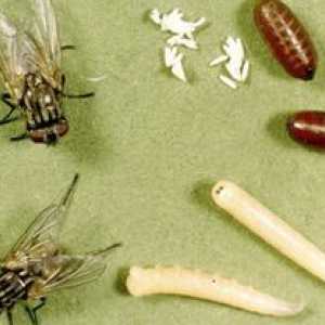 Ce mănâncă diferitele tipuri de muște și larvele lor