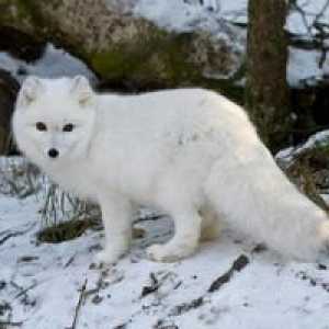 Fox arctic albastru și alb: unde trăiesc?