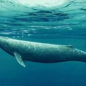 Balena este un pește sau este un mamifer?