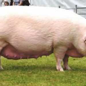 Carne de porcine de carne: descriere și rasă de porci