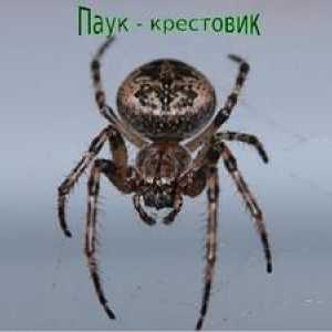 Spider Spider: Caracteristici generale, tipuri de cruciați