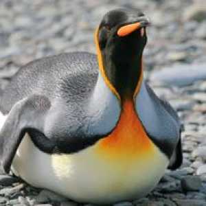 Penguins: o descriere a speciilor, a trăsăturilor și a locurilor în care trăiesc