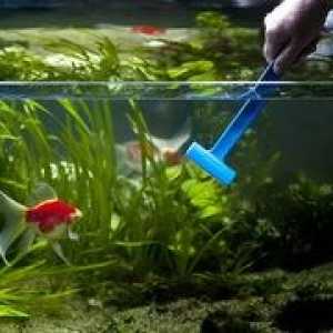 De ce apa din acvariu devine tulbure: motivele pentru cum sa scapi de turbiditate