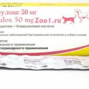 Sinulox pentru pisici și câini: instrucțiuni de utilizare