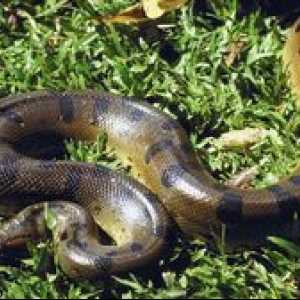 Snake python - cum arată, fie că este otrăvitoare sau nu