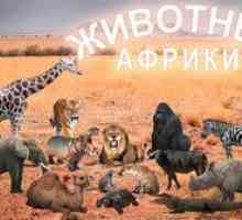 Africa și regnul său animal: animale africane
