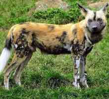 Afișarea Hyenic Wild Dog din Africa
