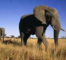 Elefant elefant african: ce hrănește și cum trăiește