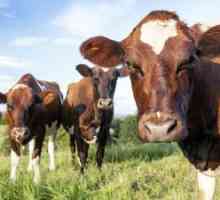 Ayrshire rasă de vaci, descriere, descriere