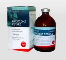 Amoxoil retard și amoxicilină pentru pisici: aplicare
